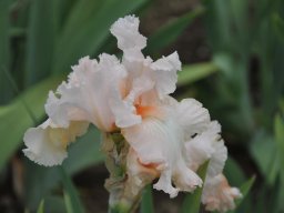 2011-Iris-53