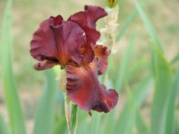 2011-Iris-55