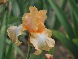 2011-Iris-56