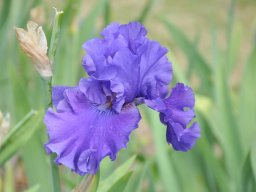 2011-Iris-57