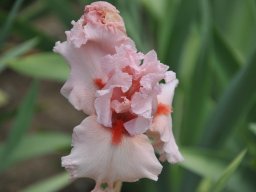 2011-Iris-58