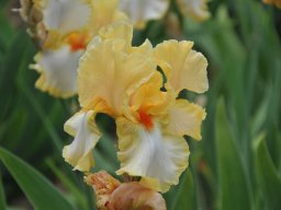 2011-Iris-59