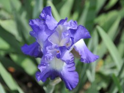 2011-Iris-6