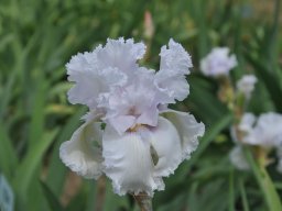 2011-Iris-60