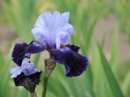 2011-Iris-61