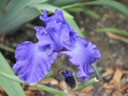 2011-Iris-62