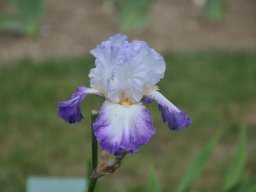 2011-Iris-63