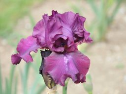 2011-Iris-64