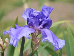2011-Iris-66