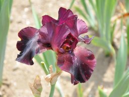 2011-Iris-67