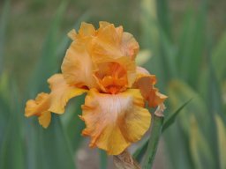 2011-Iris-68