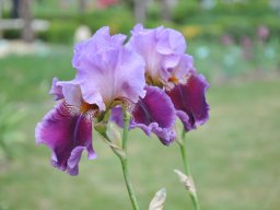 2011-Iris-69