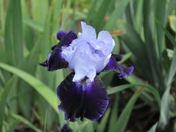 2011-Iris-7