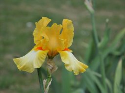 2011-Iris-70