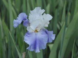2011-Iris-71