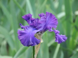 2011-Iris-72