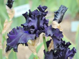2011-Iris-73