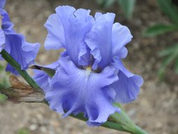 2011-Iris-74