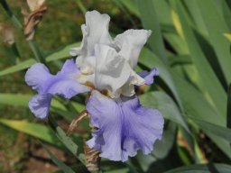 2011-Iris-8