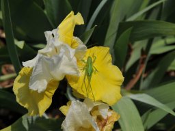 2011-Iris-9