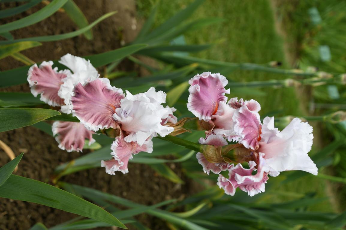 2024 Iris 1