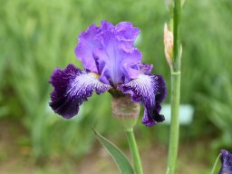 2024-Iris-10