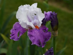 2024-Iris-11