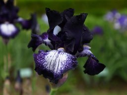 2024-Iris-12