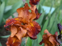 2024-Iris-15
