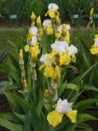 2024-Iris-16
