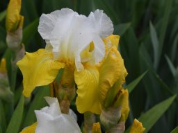 2024-Iris-17