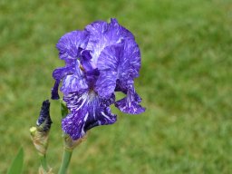 2024-Iris-18