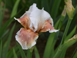 2024-Iris-19