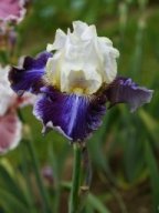 2024-Iris-2