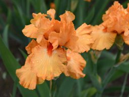 2024-Iris-20