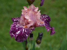 2024-Iris-21