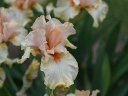 2024-Iris-22