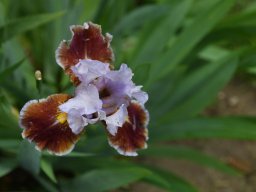 2024-Iris-24