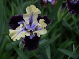 2024-Iris-25