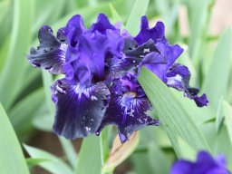 2024-Iris-26
