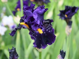 2024-Iris-27