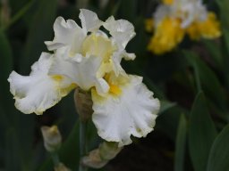 2024-Iris-28