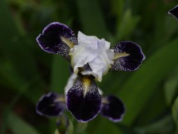 2024-Iris-29