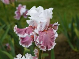 2024-Iris-3