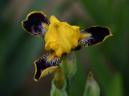 2024-Iris-30