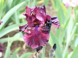 2024-Iris-31