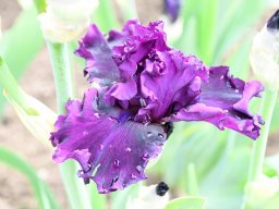 2024-Iris-32