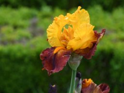 2024-Iris-33