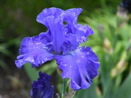 2024-Iris-34
