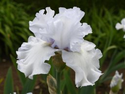 2024-Iris-35